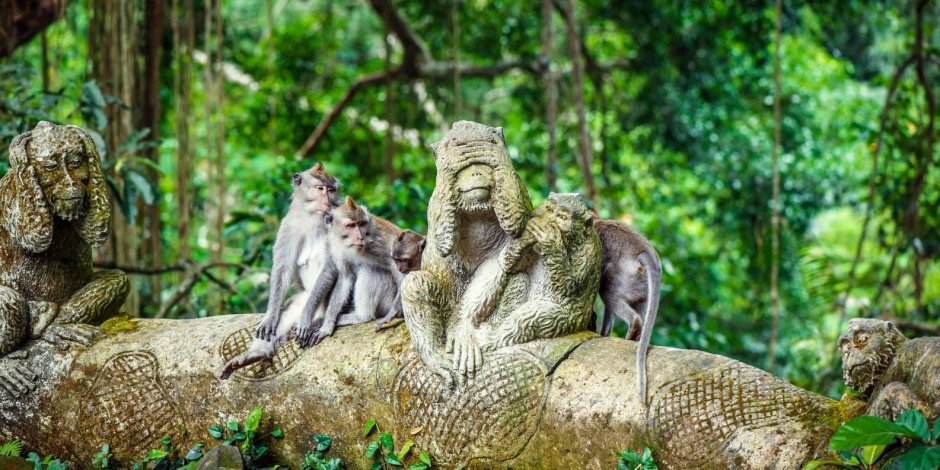Убуд Бали лес обезьян