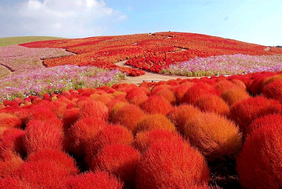 Национальный парк Хитачи Япония
