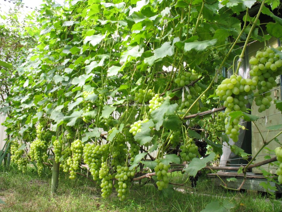 Сорт винограда гибрид Шатилова 2 -7-2