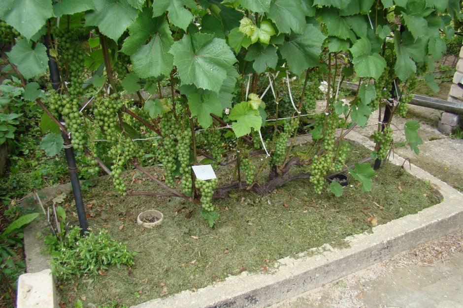 Соседство винограда и малины