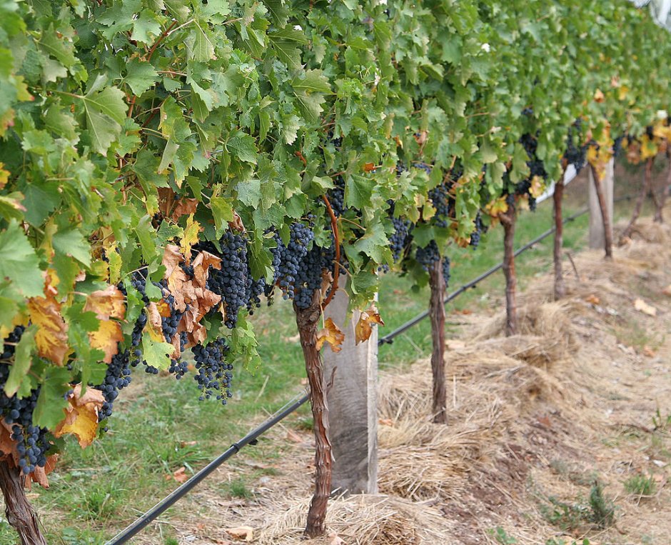 Штамбовый виноград
