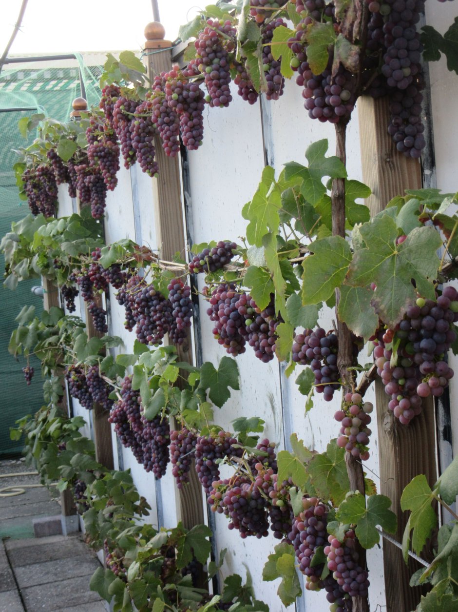 Красивый виноградник на даче