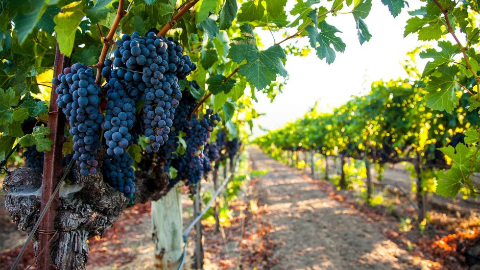 Виноградные плантации Каберне