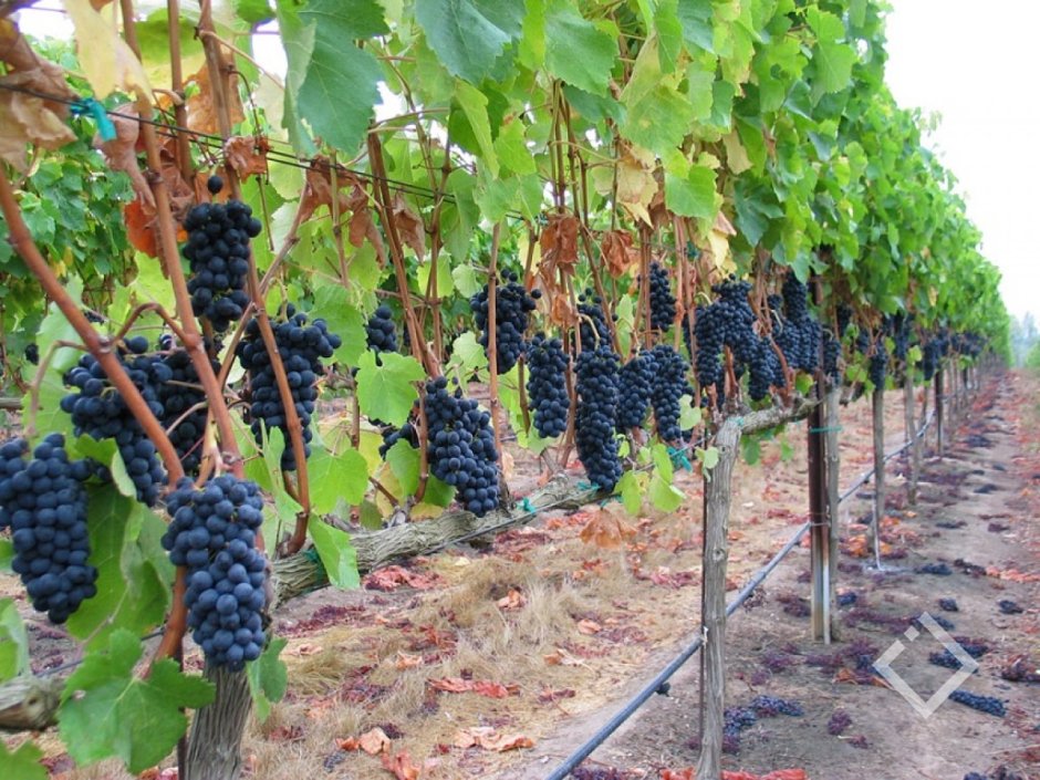 Александроули сорт винограда