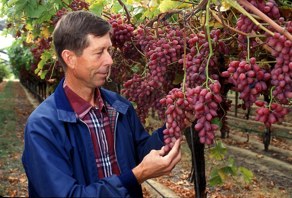 Давид Алверцян о винограде