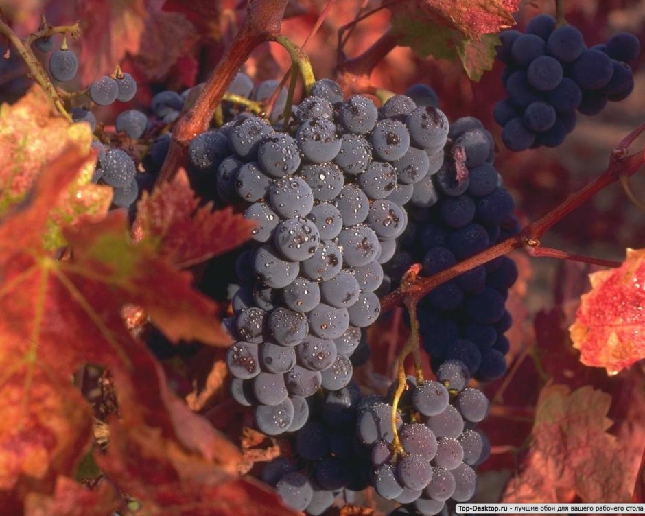 Зинфандель Калифорния виноград