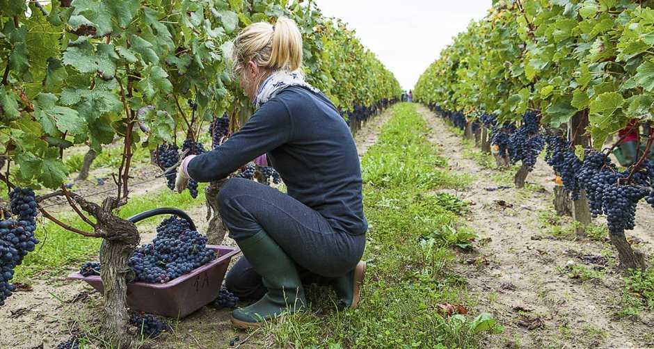 Сборщики винограда Молдавии