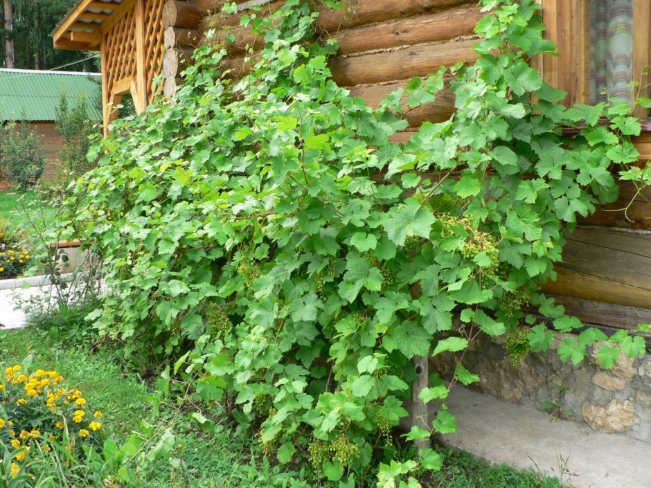 Виноград на даче в Подмосковье
