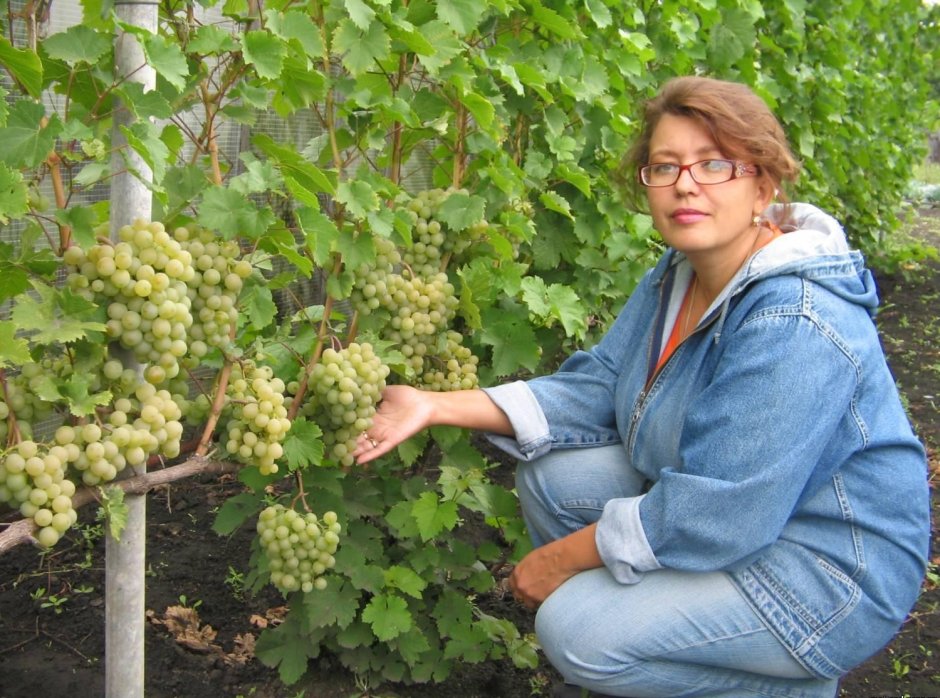 Виноград на даче урожай