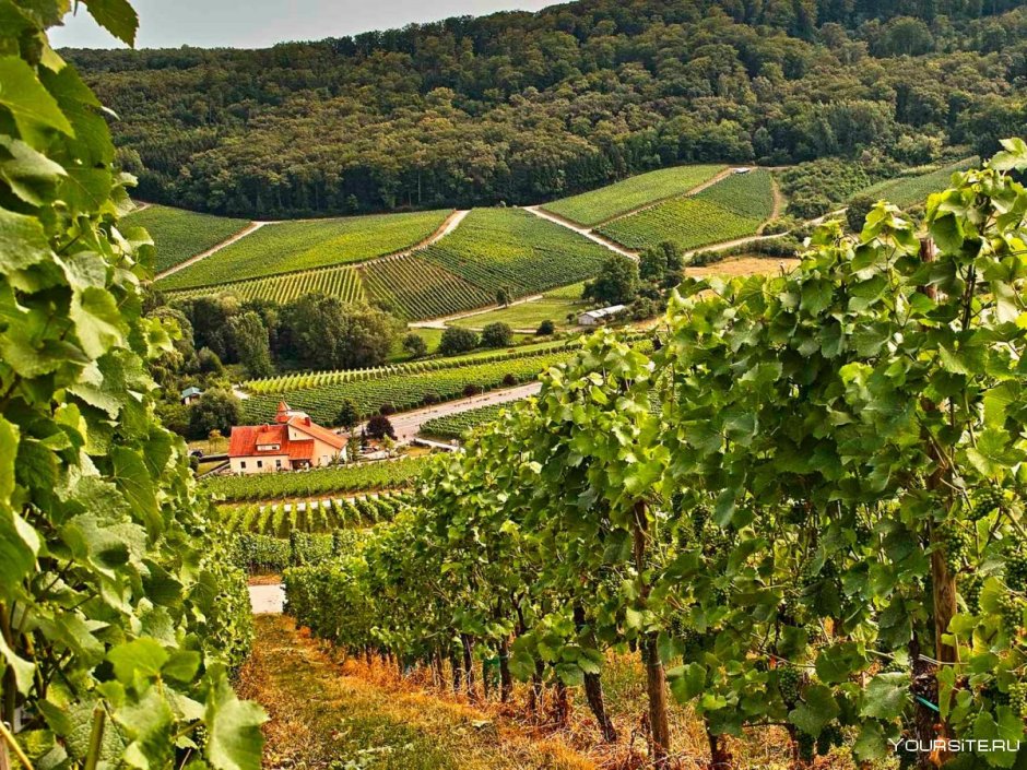 Молдова сельское хозяйство виноградники