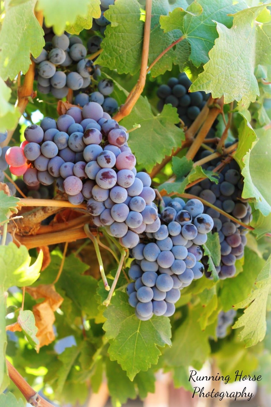 Виноградная лоза в Израиле