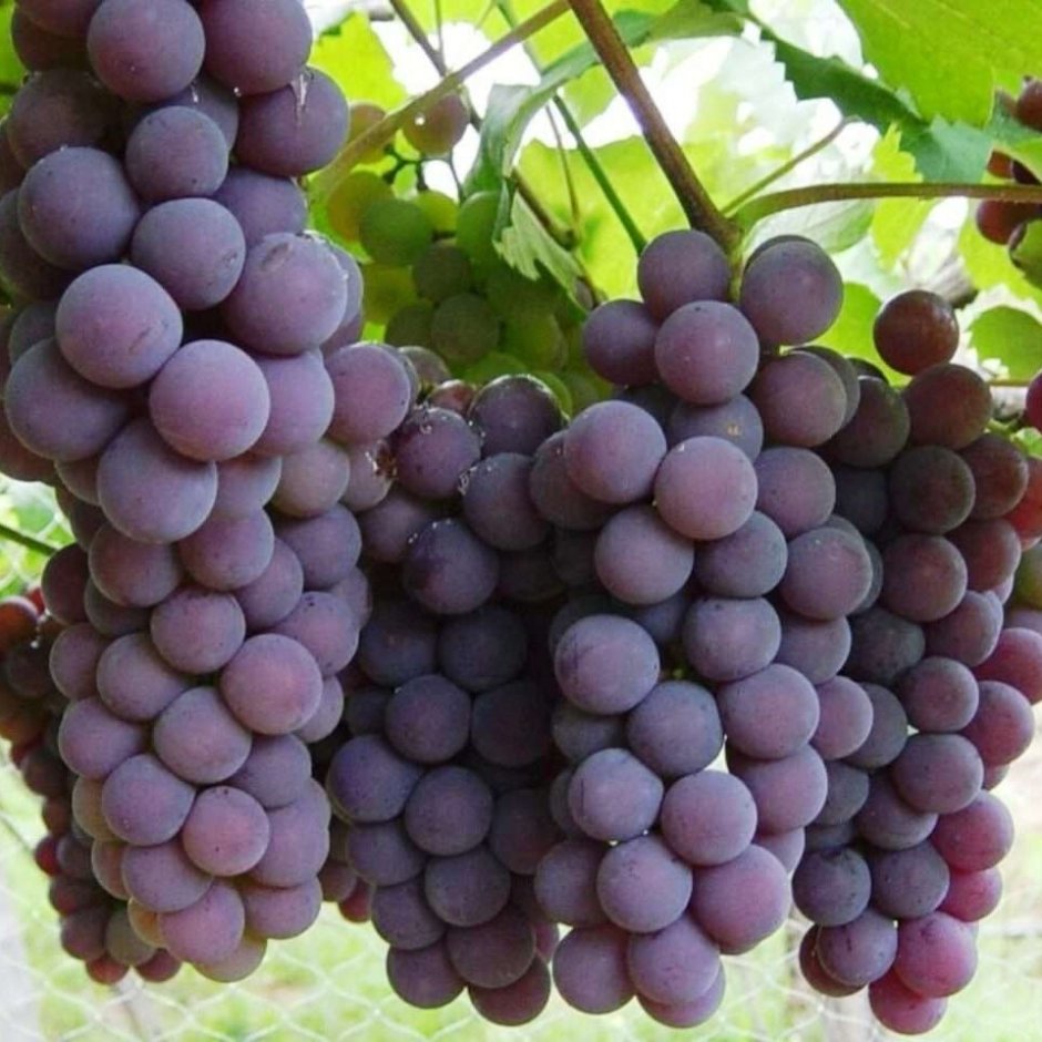 Виноград Ниагара