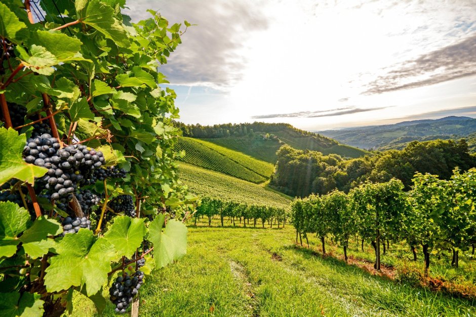 Виноградная Долина Грузии