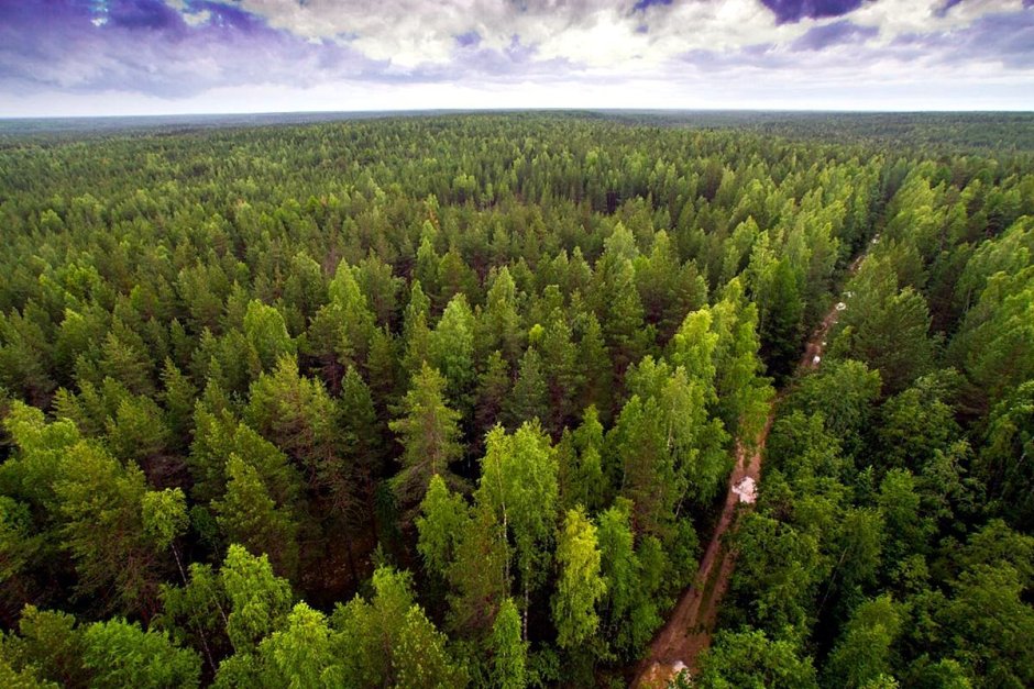 Елово-широколиственные смешанные леса