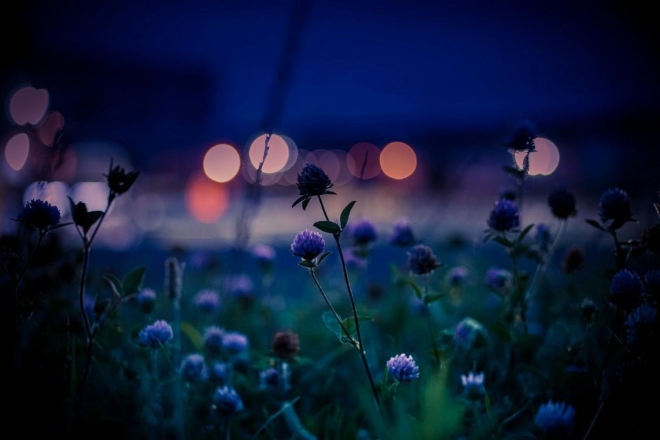 Цветок воздух ночь