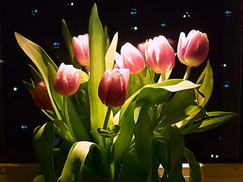 Ночные тюльпаны