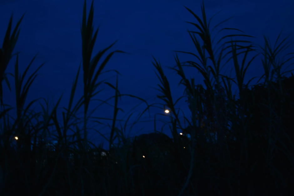 Высокая трава ночью