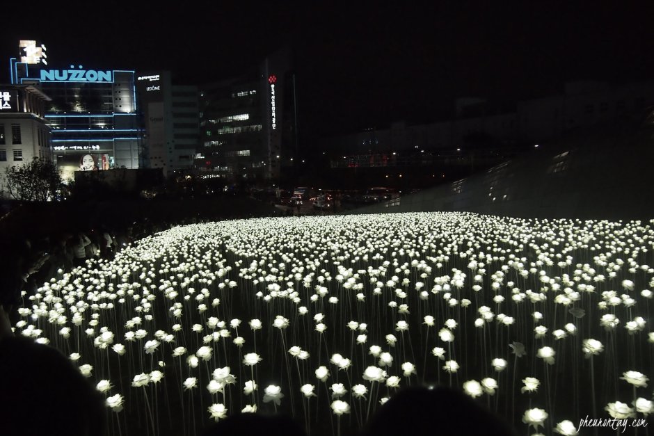Dongdaemun Design Plaza цветы Сеул