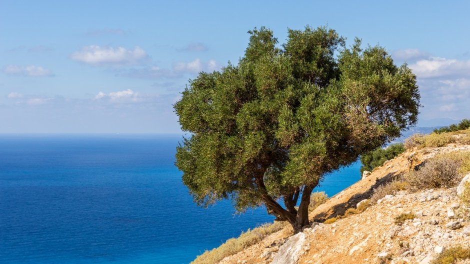 Греция оливки море