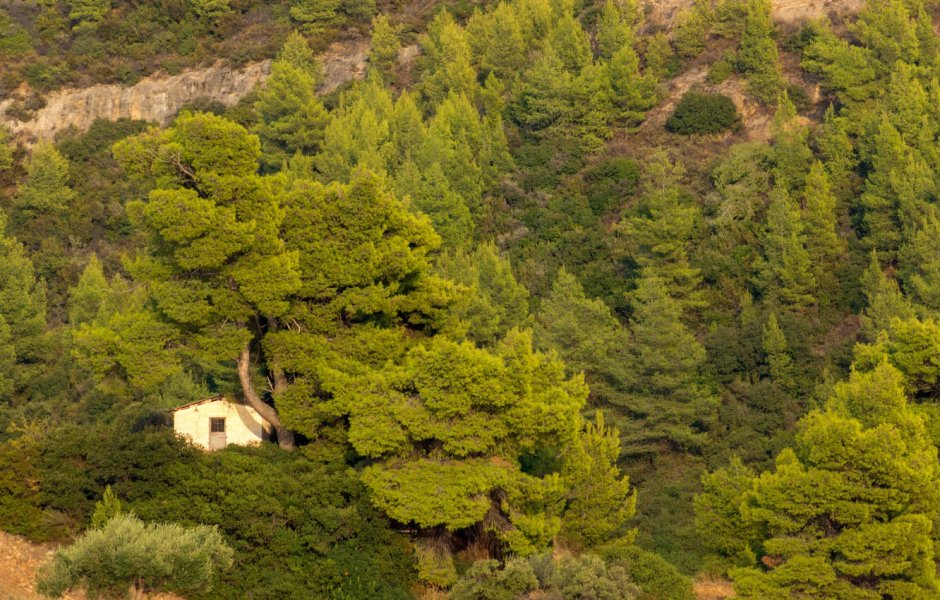 Греция тенистые леса