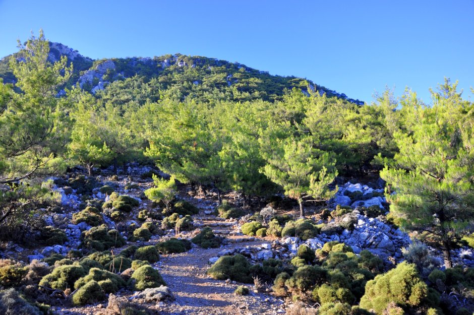 Остров Крит лес
