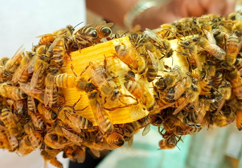 Пчелы Лабориозы