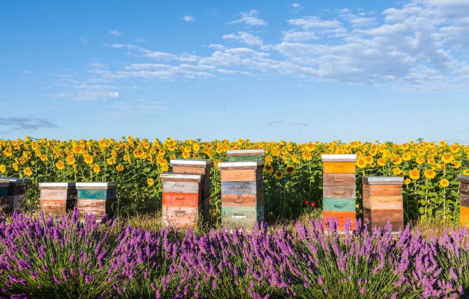 Пчеловодство во Франции