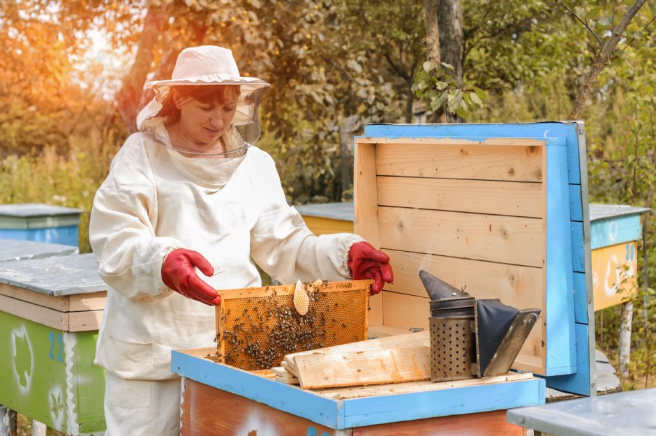 Пчеловод (Пасечник) профессия