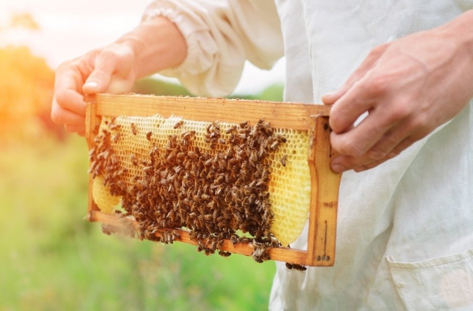 Аписфера Пчеловодство