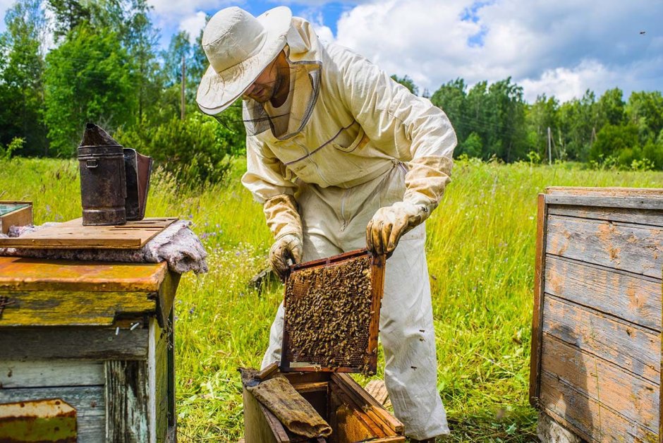 Пасечное Пчеловодство
