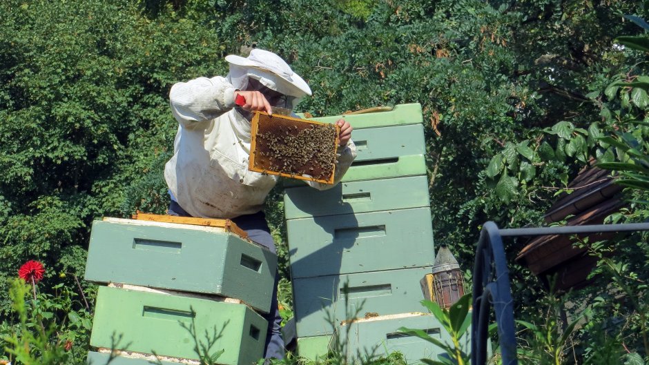 Пчеловодство для детей