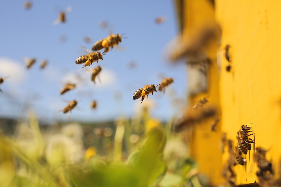 Пчелы летают в поле