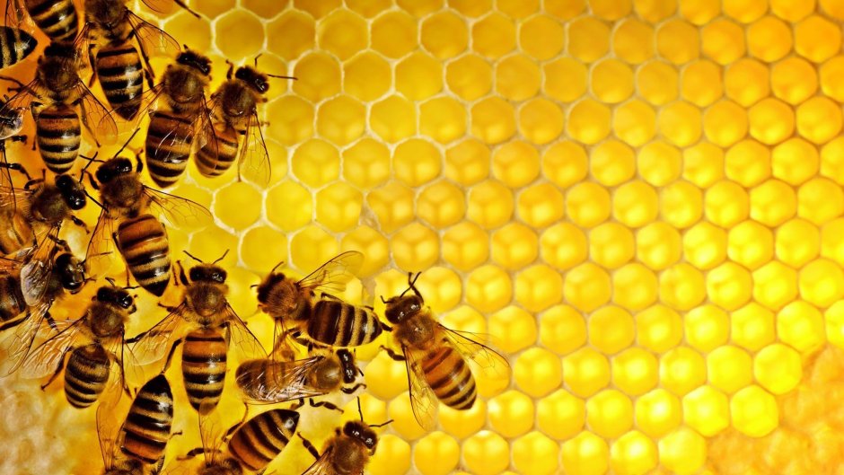 Пчела с сотами