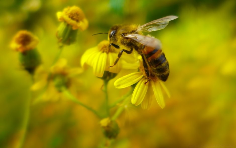 Поле с цветами и пчелами