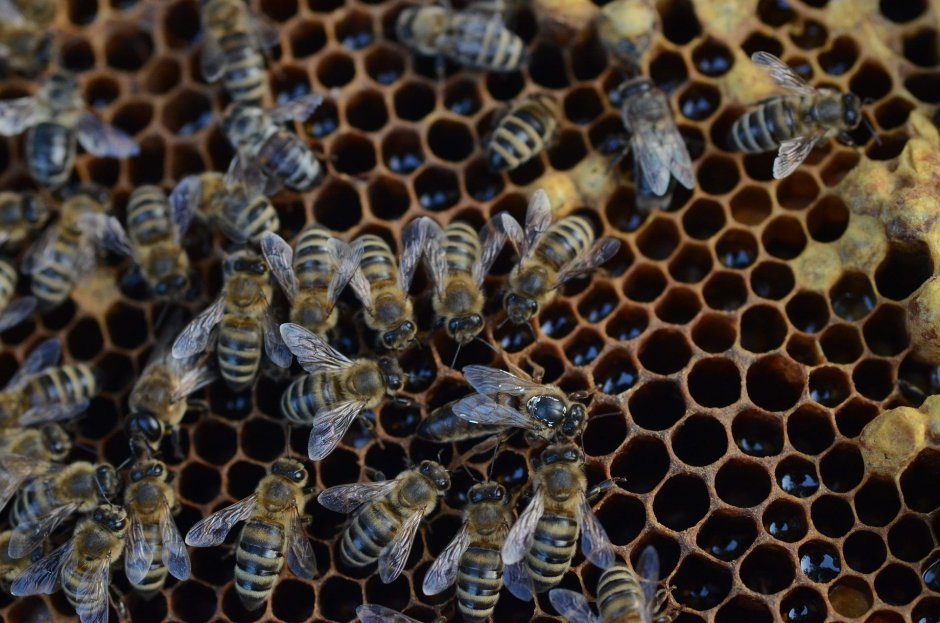 Пчелы мед улей