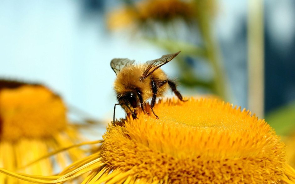 Пчелы мед на природе