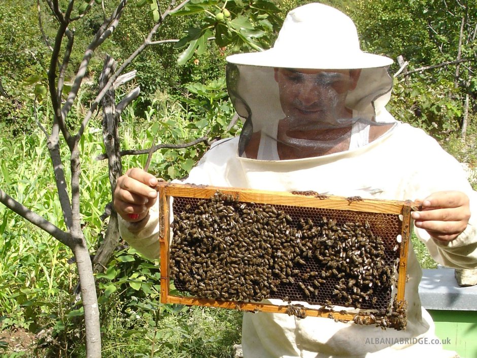 Пасечник пчеловод