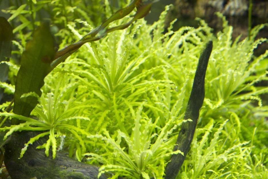 Погостемон Октопус аквариумное растение