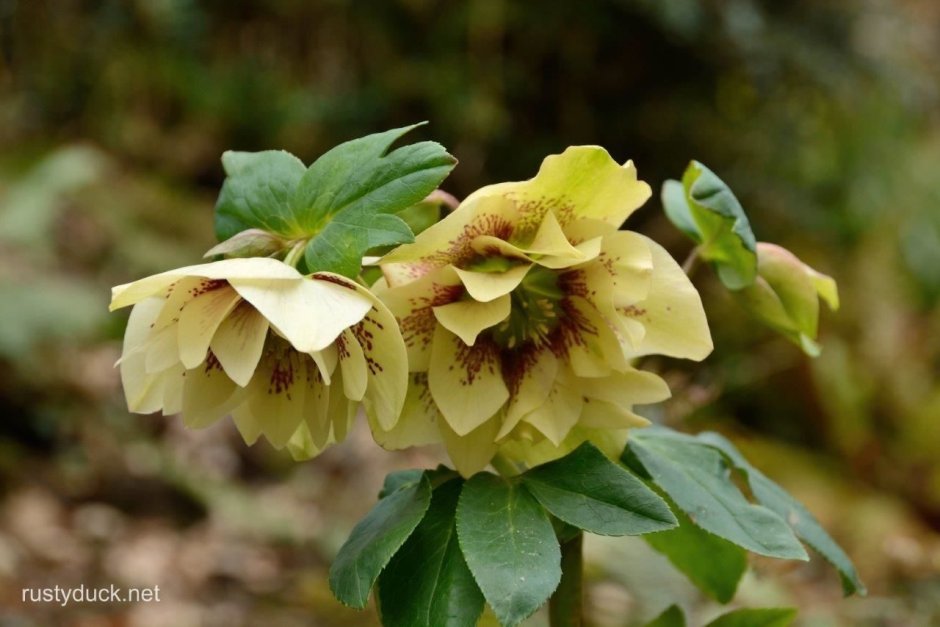 Helleborus цветок