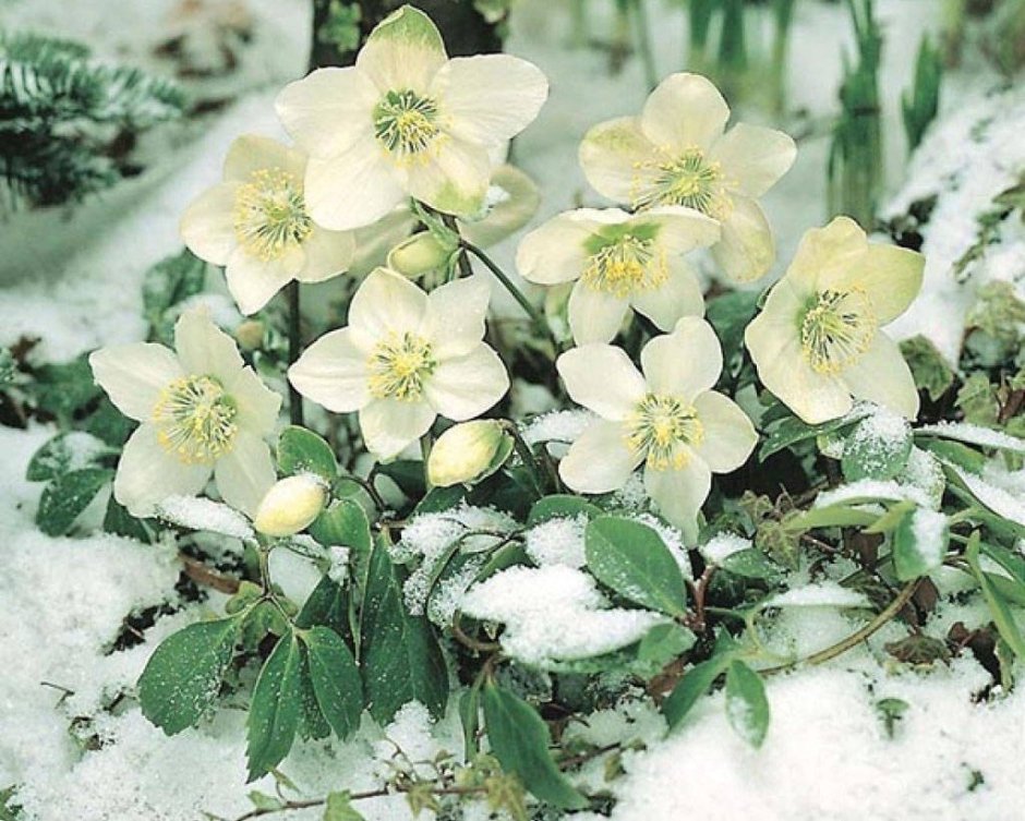 Цветок зимовник фото и описание