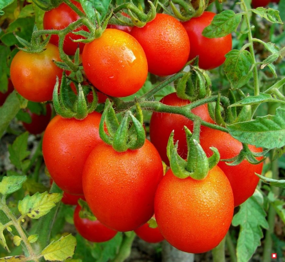Килечки томат