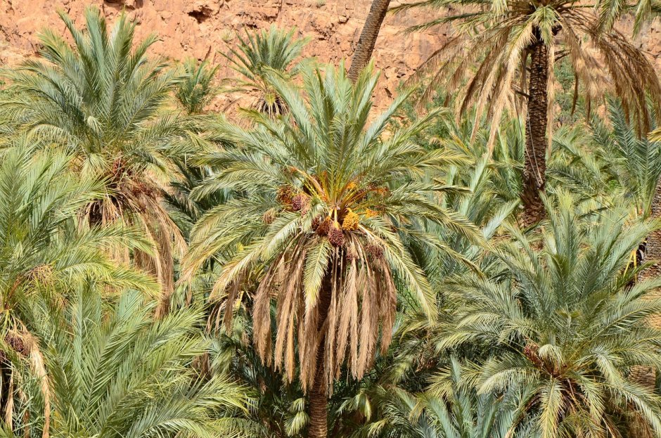 Финиковая Пальма в оазисе