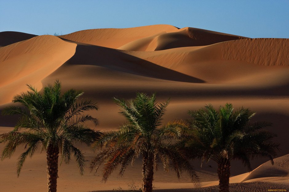 Оазис с тремя пальмами в Аравийской пустыне