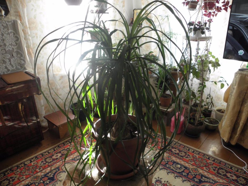 Нолина Бокарнея с длинными листьями