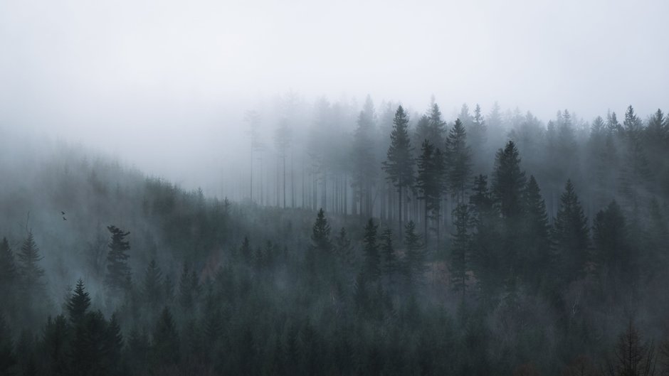 Лес в тумане HD