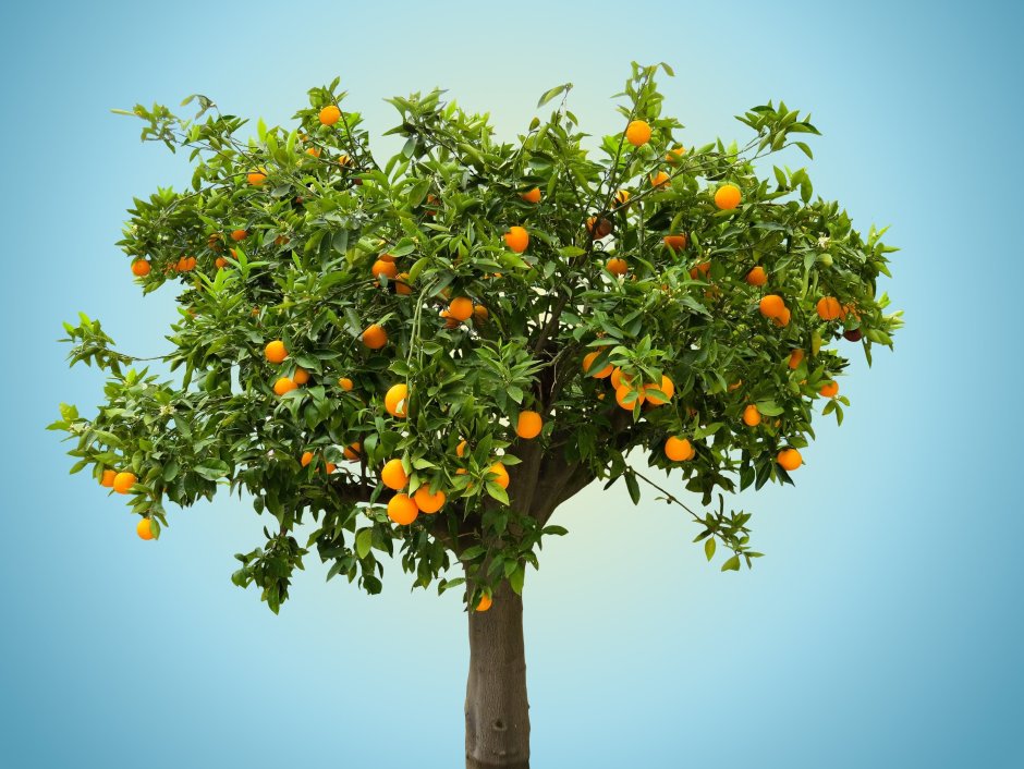 Декоративное апельсиновое дерево