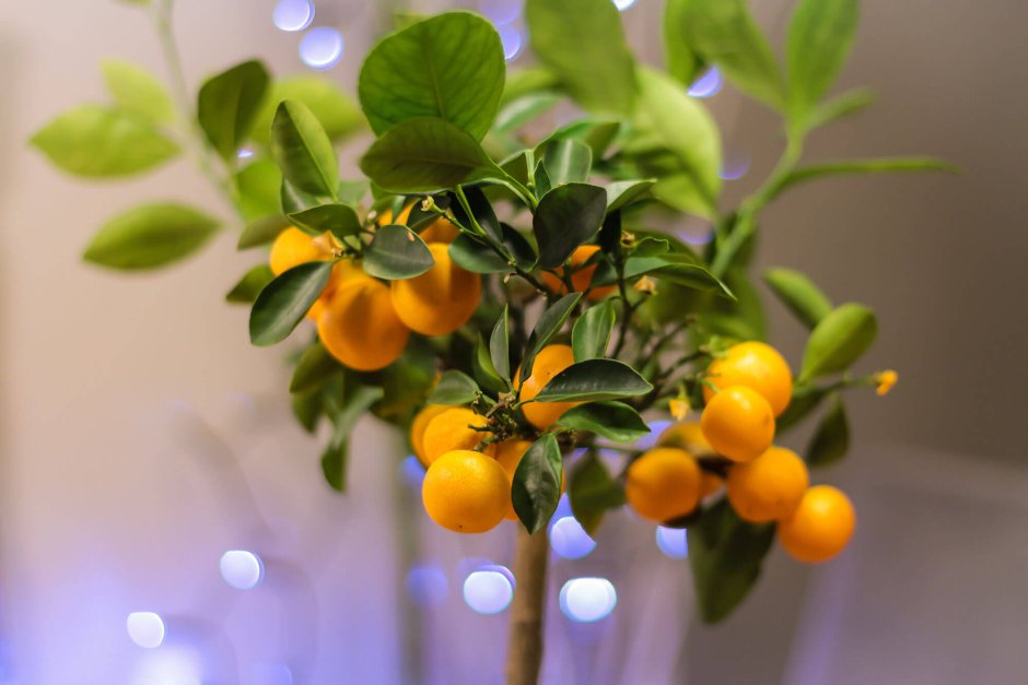 Цитрус (Citrus) растение