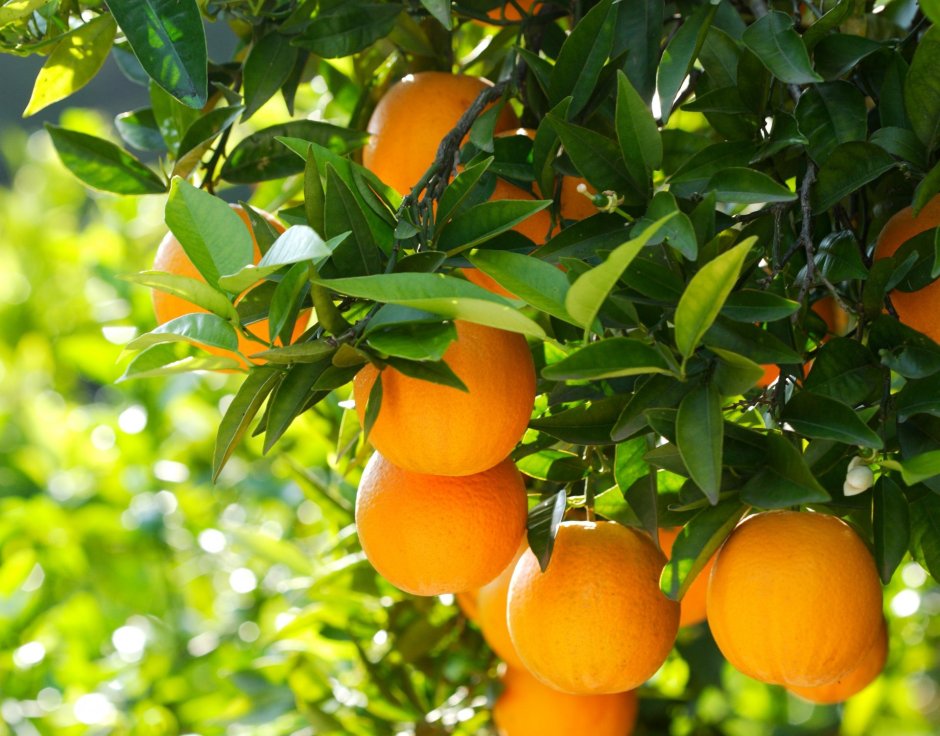 Апельсиновое дерево карликовый сорт «Мерлин»