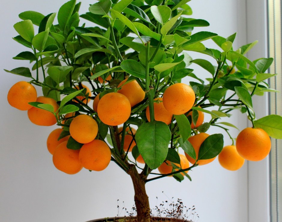 Цитрус мандарин Mandarine