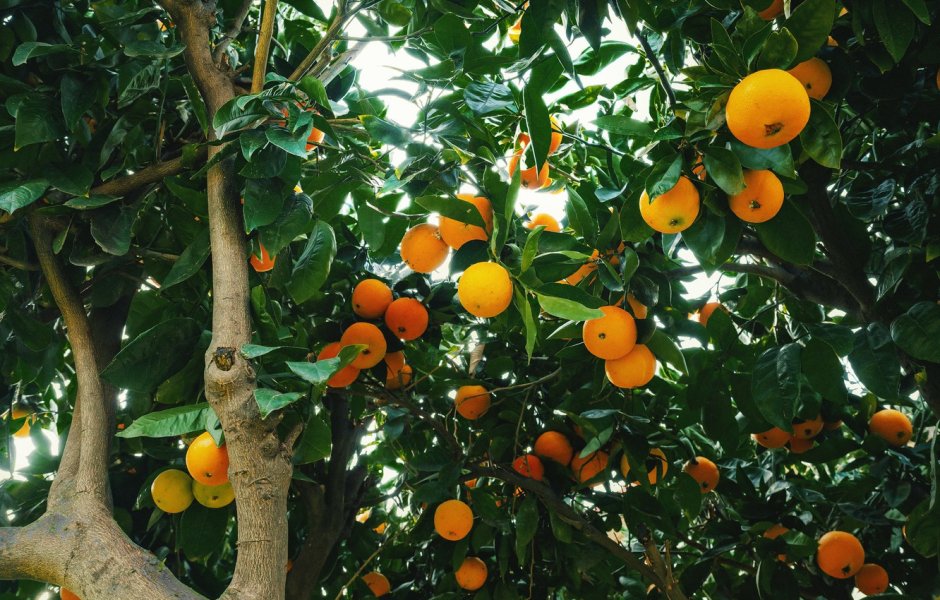 Мандарин Tangerine Tree
